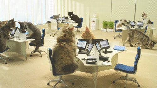 cat-office