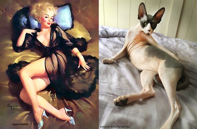 -cats-that-look-like-pin-up-girls-1