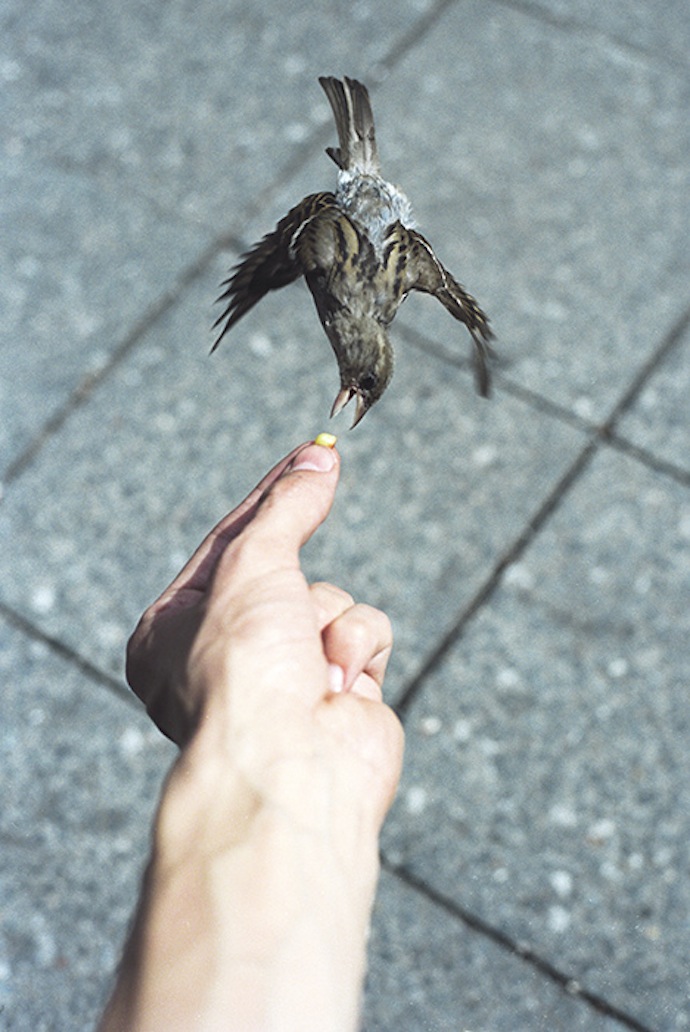 rumi Baumann bird feeder