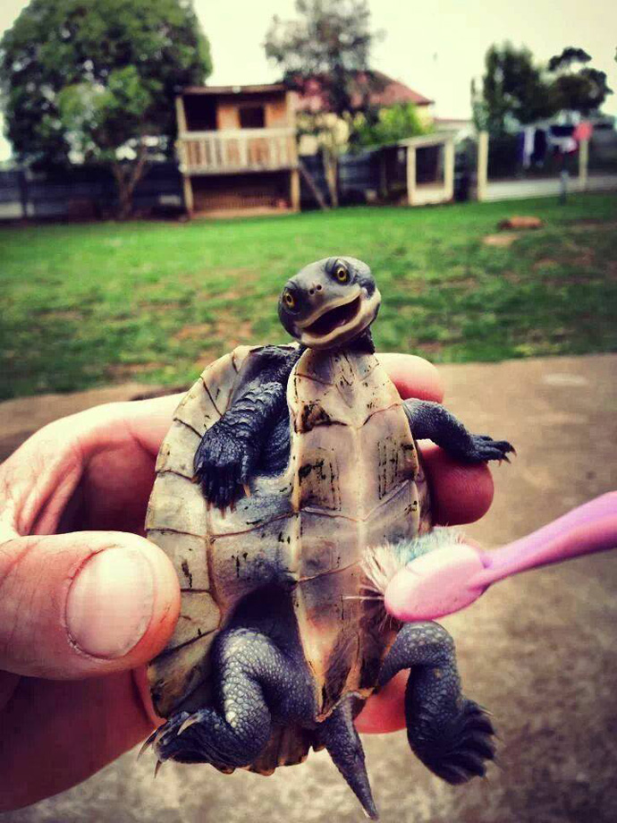 turtle_toothbrush