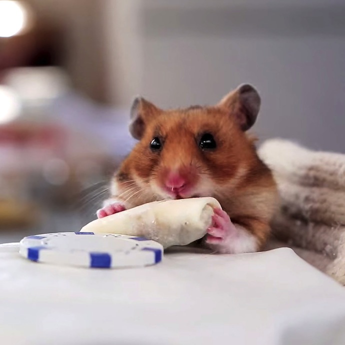 hamster-tiny-burrito-4