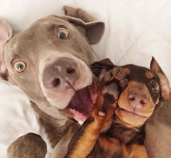 harlow-sage-dogs-selfie-2