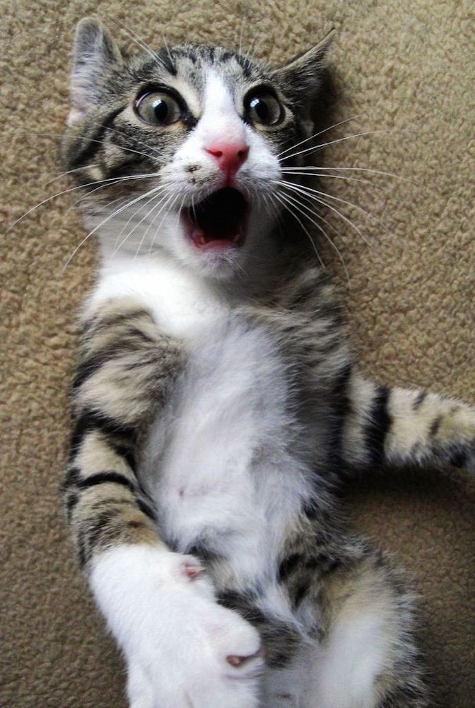 shocked kitty