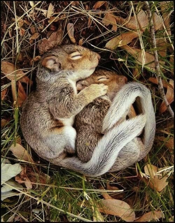 baby_squirrel