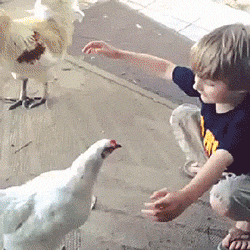funny-gif-chicken-hug-kid