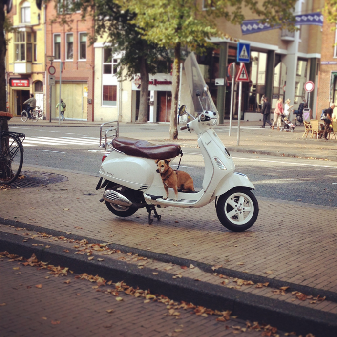 dog scooter