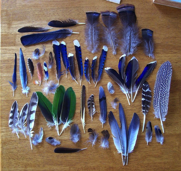 feathers_1