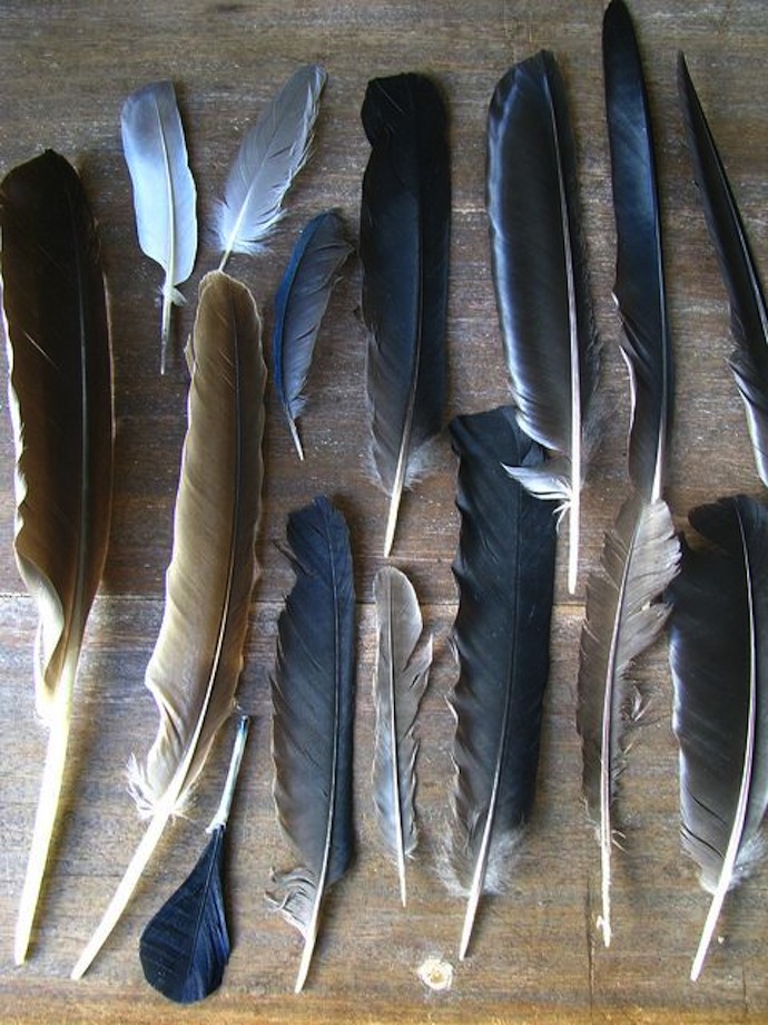 feathers_2