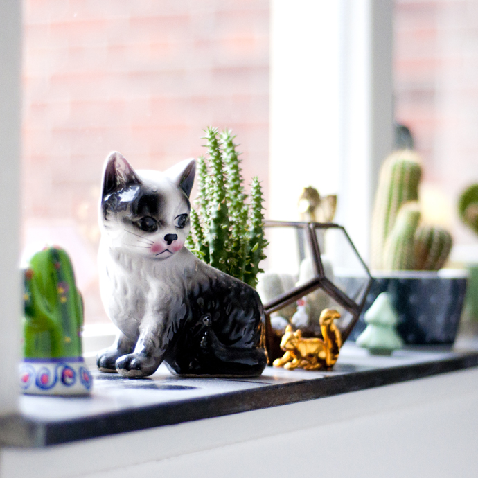 cactus cat